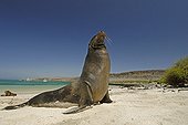 Galapagos sea lion on a sand beach Galapagos ; Espanola Island.