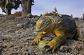 Land Iguana rolling a cactus fruit Galapagos ; This action allow to remone thorns from the fruit. Santa Fe Island.