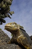 Land Iguana Santa Fe Island Galapagos