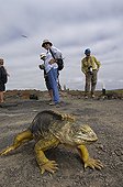 Land Iguana and tourists Galapagos ; Plaza Sur Island.<br>@ Trouble