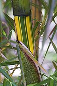 Spotlight on a Bamboo Phyllostachis striata Brazil