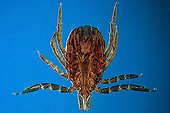 Sheep tick male observed in optical microscopy ; Enlargement x 50.<br><br>