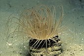 Tube Anemone on sea bottom Egypt Red Sea