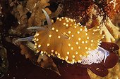 Opalescent Nudibranch laying eggs on alga Pacific Ocean