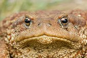 European Toad portrait Bulgaria