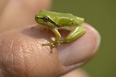 Young tree Frog laying on a thumb Bulgaria