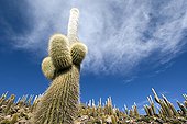 Cactus giants on the Isla de los Pescadores Bolivia