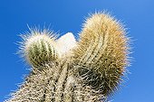 Cactus giants on the Isla de los Pescadores Bolivia