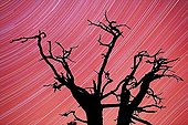Silhouette d'un arbre sur fond de ciel étoilé Haute-Corse ; Pose de 8h.
