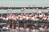 Flamingo James and reflections on the lagoon Bolivia