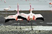Flamingo James and reflections on the lagoon Bolivia