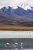 Flamingo James and reflections on the lagoon Bolivia