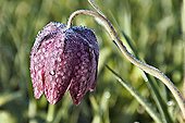 Flowers from Fritillaria guinea fowl in the Marshes Lavours