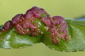 Peach leaf curl on a leaf Provence France