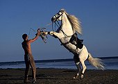 Man's nose gray Andalusian horse on the beach