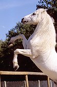 Gray Horse Iberian origin will cabrant France