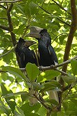 Torque calaos Cheeks gray in a tree in Uganda