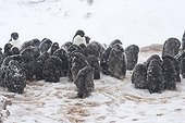 Crèche de jeunes Manchots d'Adélie sous la neige Antarctique