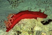 Spanish dancer Red Sea Egypt