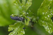 Twospotted Lady Beetle larva eating Aphids France