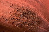 Groupe d'Opillons sur le sable rouge du désert Arizona USA