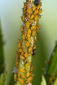 Oleander Aphids on stem of Oleander France