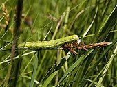 Chenille verte sur un Carex au milieu des herbes France