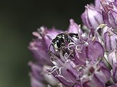 Abeille transportant du pollen entre les mandibules
