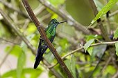 Green-crowned Brilliant on a branch Costa Rica