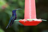 Violet Sabrewing on hummigbird feeder Costa Rica