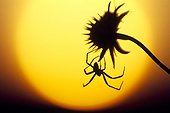 Spider at sunset Doubs valley France