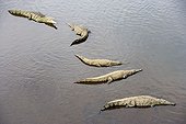 Central american alligators resting in shallow water