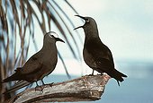 Couple of palmipeds on Madagascar coast