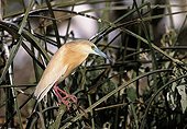 Squacco heron in birdal livery Madagascar ; The photograph is took in a colony located in Antananarivo city. To note the beak and paws colorful, paroxism of excitation.