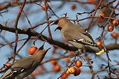 Bohémian Waxwing fighting for berry Alsace France