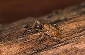 Female Chestnut Weevil cleaning its rostrum France ; Site : Forest of Sillé le Guillaume