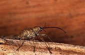 Female Chestnut Weevil on wood France ; Site : Forest of Sillé le Guillaume