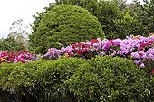 Flowery hedge of Bougainvillea El Valle Panama