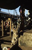 Chat standing to watch in a box Burma