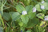 Galls on Germander