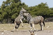 Plain Zèbras male fighting Etosha Namibia