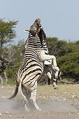 Plain Zèbras male fighting Etosha Namibia