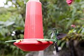 Green-crowned Brilliant on a hummingbird feeder
