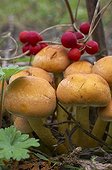 Cluster of Sulphur tuft