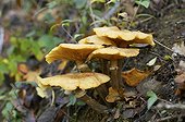 Cluster of Honey mushroom