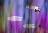 White pond lily seen through purple loosestrife flowers ; In Laconnex Natural Reserve, managed by the association Pro Natura Genève.