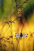 Four spotted skimmer in a meadow at sunrise Switzerland ; In Moulin-de-Vert Natural Reserve.<br>