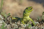 Young Ocellated Lizard Maures Mountain France