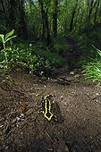 Speckled Salamander in underwood Auvergne France