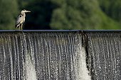 Grey Heron stalk on the Loire Burgundy France